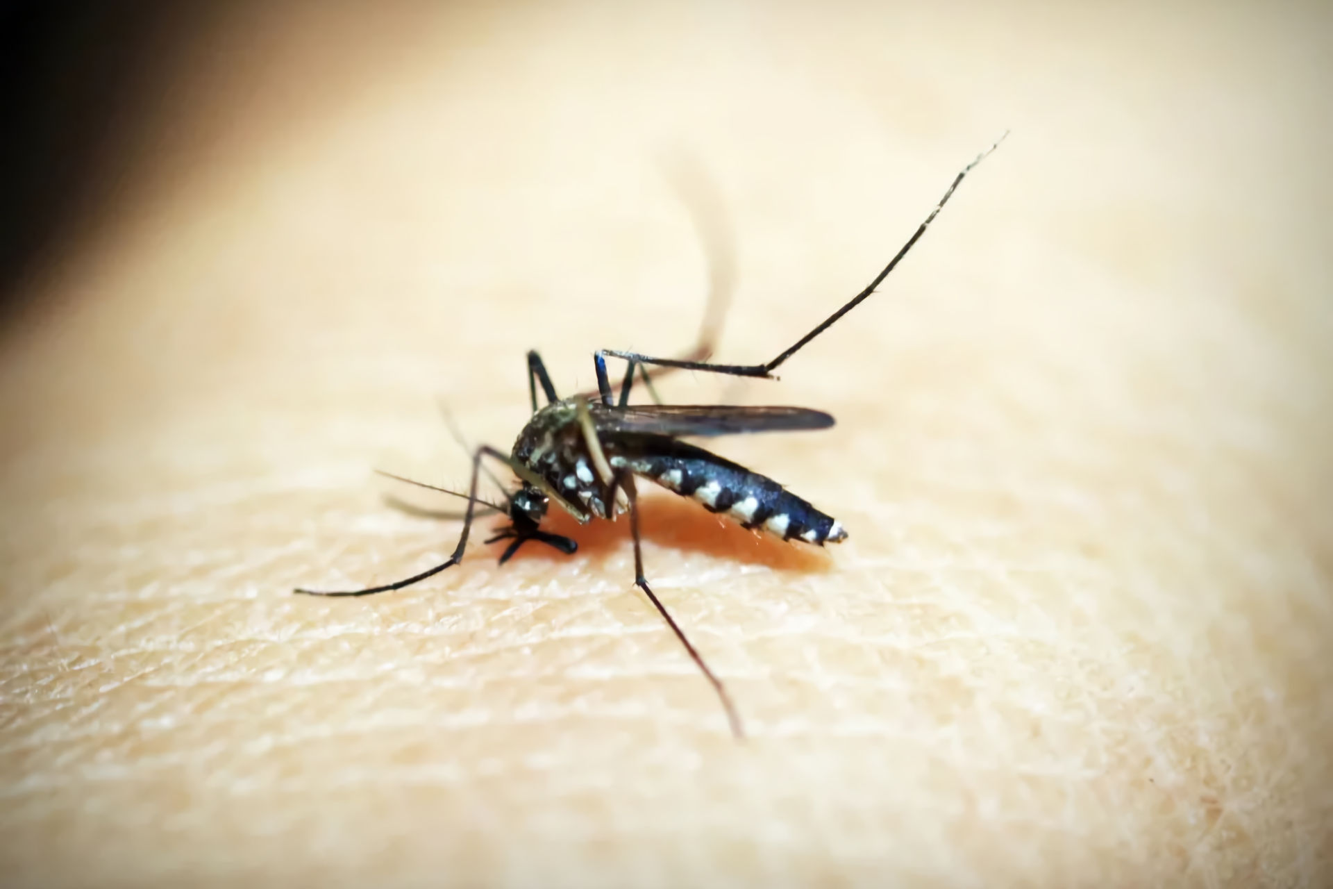 Allergia al Veleno di Insetti